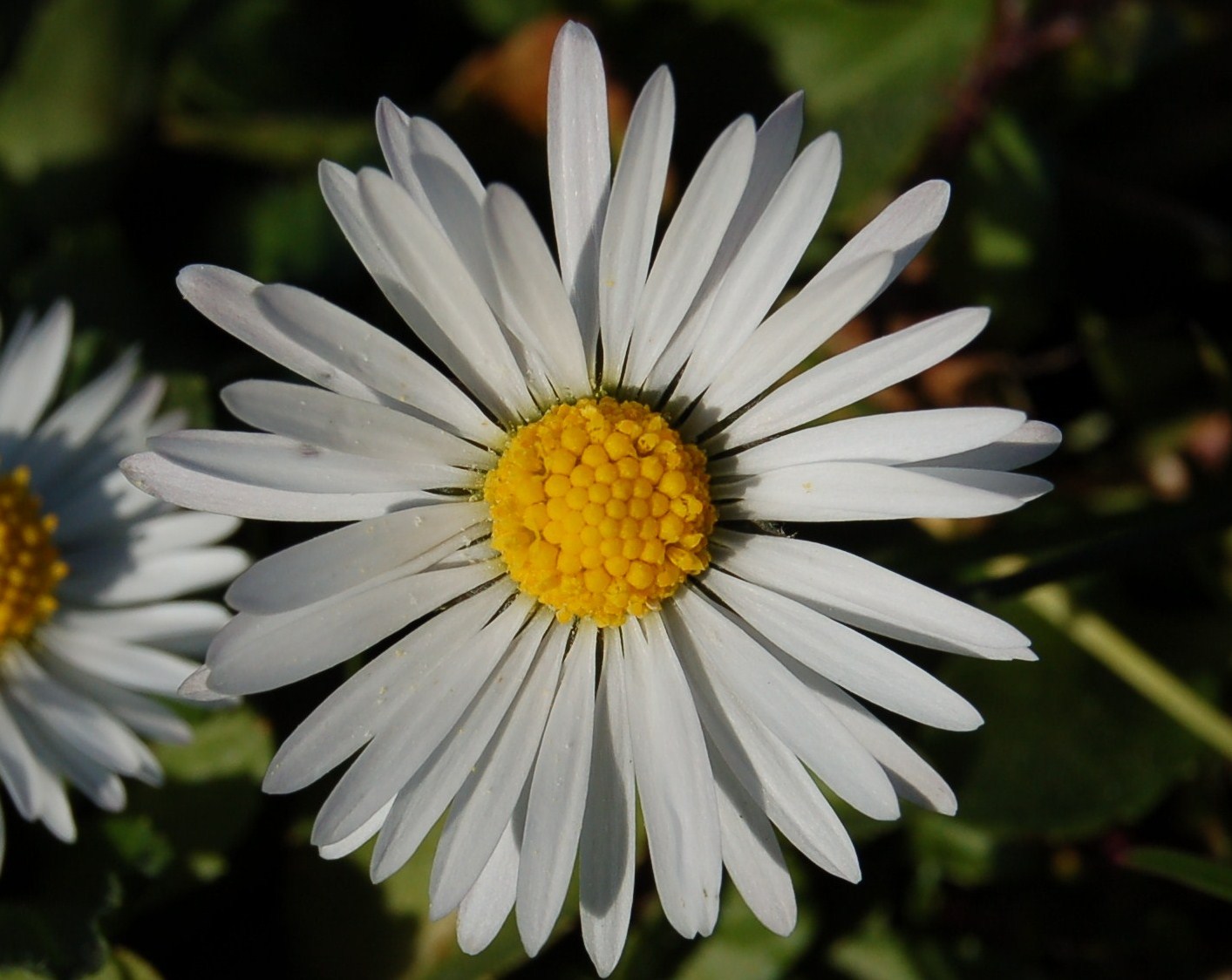 Accenno di primavera.